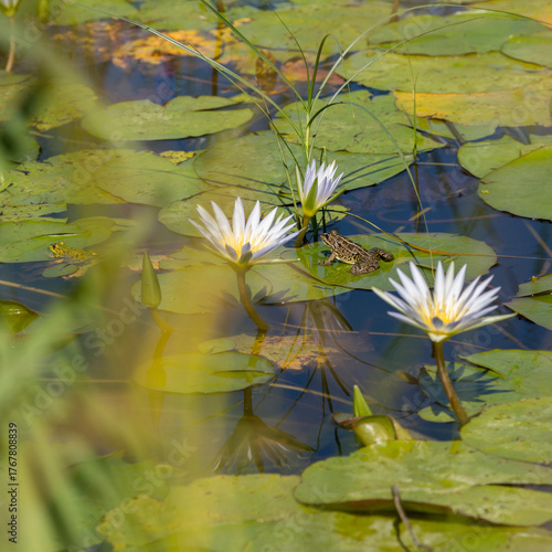 Frogs live in a pond with clean and clear water