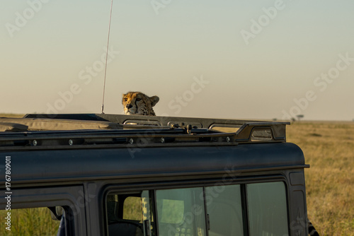 Photography Cheetah (Acinonyx jubatus) head peering over the roof of a safari vehicle in Ser