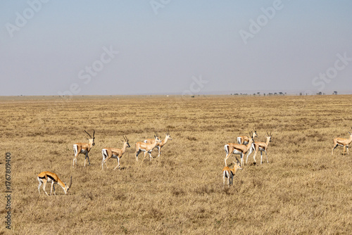 A herd of Thomson's gazelles (Eudorcas thomsonii) walking and grazing in the dry plains of Serengeti National Park Tanzania
