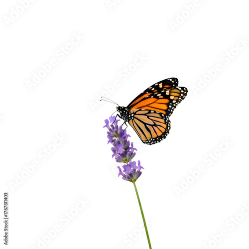 Monarch butterfly perched on lavender flower in a white background