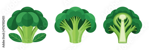 Broccoli heads illustration, lush florets and thick stems, nutrient rich greens, vegetarian cooking ingredient, wholesome healthy vector