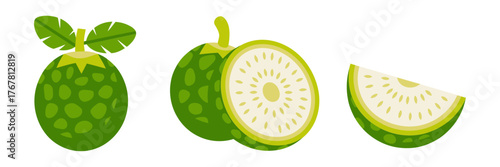 Breadfruit fruits collection, leafy branch with whole and half, detailed juicy interior slice, tropical market ingredient vector