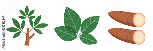 Cassava plant set, palmate leaves with brown roots, cut tuber pieces, tropical staple food graphic, agricultural vector