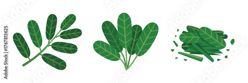 Leafy greens assortment, various herb shapes, chopped pile texture, salad ingredients bundle, vegetarian cuisine concept, clean vector icons