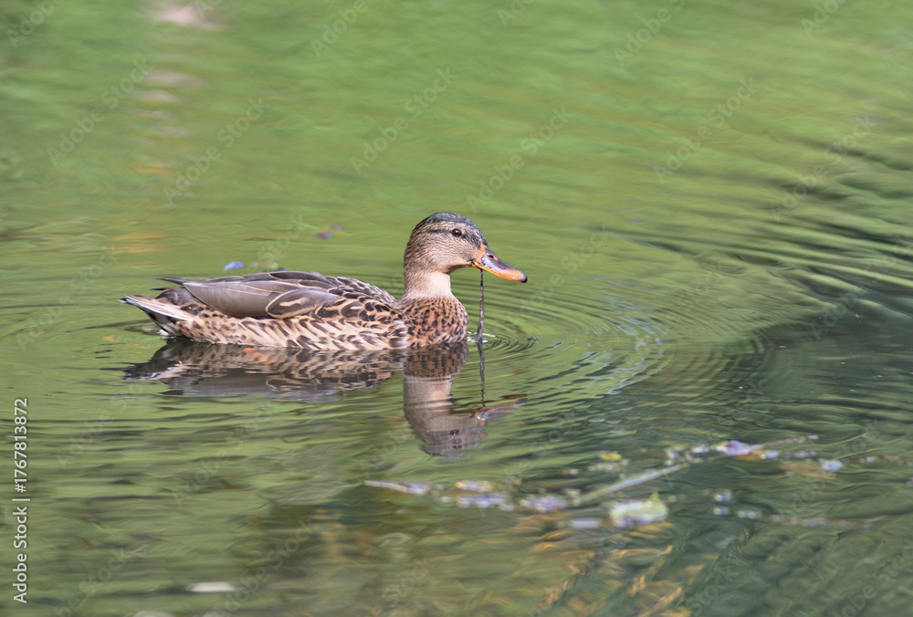 Fototapeta premium Duck Swimming on a Calm Pond