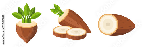 Starchy tropical tubers set, whole and cross sections, peeled pieces, nutritious pantry staples, agriculture produce illustration, vector graphic