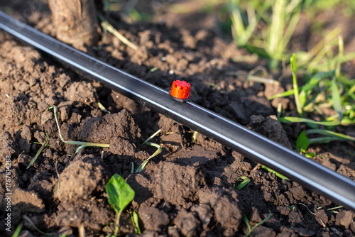 Wallpaper Mural A drip irrigation system runs along the ground, delivering water to plants. Close-up of a pipe with a dripper Torontodigital.ca