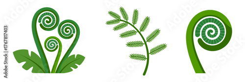 Fiddlehead fern fronds set, young curled shoots, botanical herb illustration, edible wild greens, vector icons, isolated background