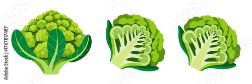 Cauliflower and broccoli mix, whole head with cut slices, fresh market produce icons, cooking ingredients, vector illustration