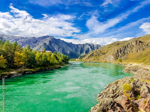 A fast-flowing cold river winding through the autumnal landscape of the Altai Republic, Russia surrounded by golden trees and rugged mountain scenery