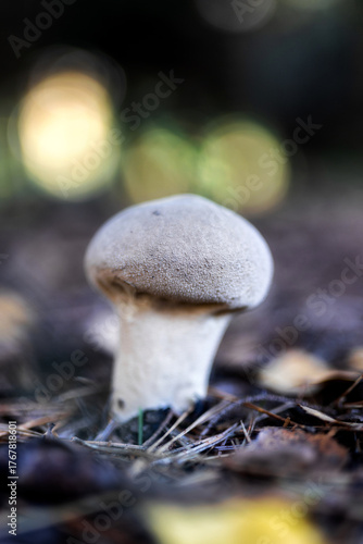 Jesień w naturze
