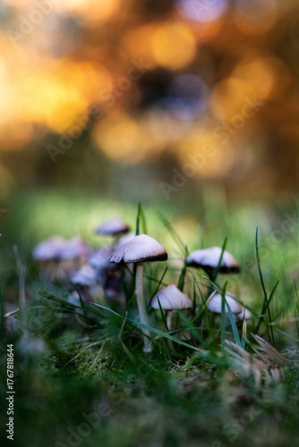 Jesień w naturze