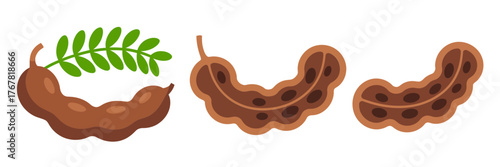 Tamarind fruit collection, hanging branch leaf, bent pods, rich pulp texture, exotic pantry ingredient, cooking flavor vector