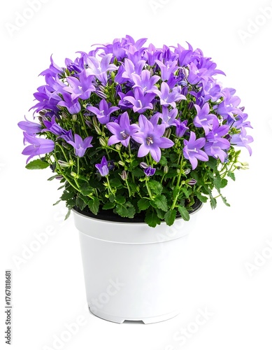 Close-up of a potted purple bellflower against a white background