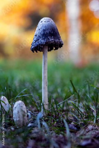 Jesień w naturze