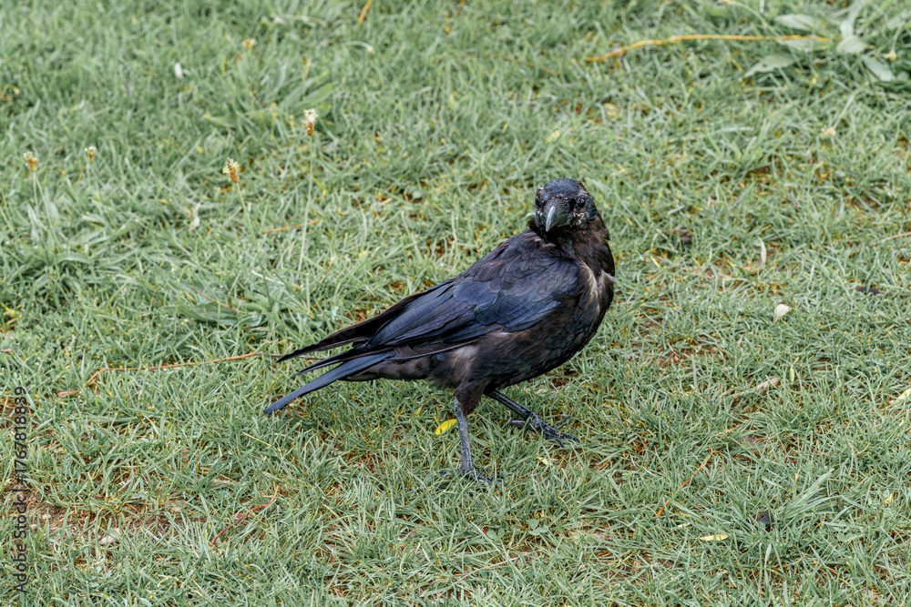 Fototapeta premium Black bird walking on green grass during daylight in a park setting