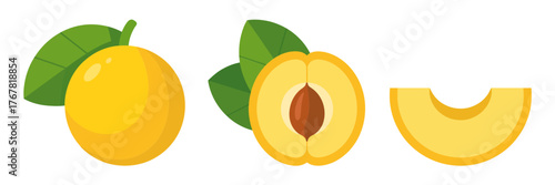 Golden stone fruit set, whole apricot with leaf, cut half, crescent slice, juicy summer produce illustration, vector