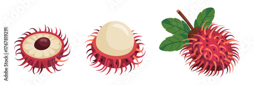 Rambutan fruit set, whole red skins with spines, peeled halves showing seed, exotic tropical clipart, vector graphics