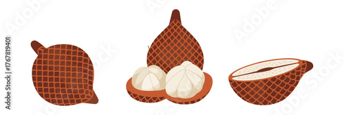 Santol fruit set, whole brown round with stem, halved showing segmented white pulp, tropical produce illustration, vector clipart