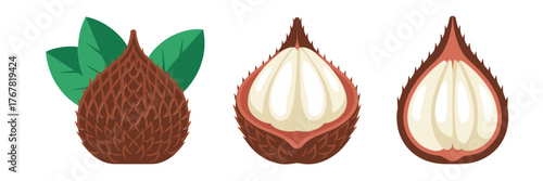 Salak fruit set, whole scaly shells with leaves, peeled white cloves, tropical snack icons, clean vector artwork