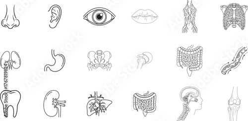 Collection of hand drawn anatomical illustrations of human organs and body systems in sketchy style