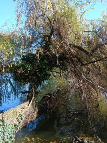 river in the park