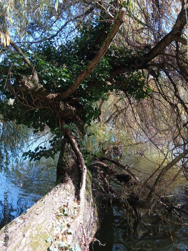 river in the forest