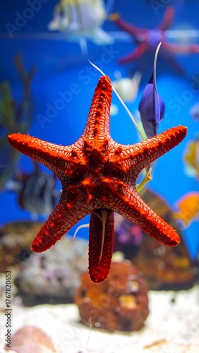 Close-up of a red starfish with five arms in an aquarium setting