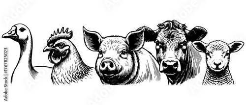 Vintage engraving illustration of farm animals — goose, chicken, pig, cow and sheep. Black and white retro artwork with detailed rural aesthetic.