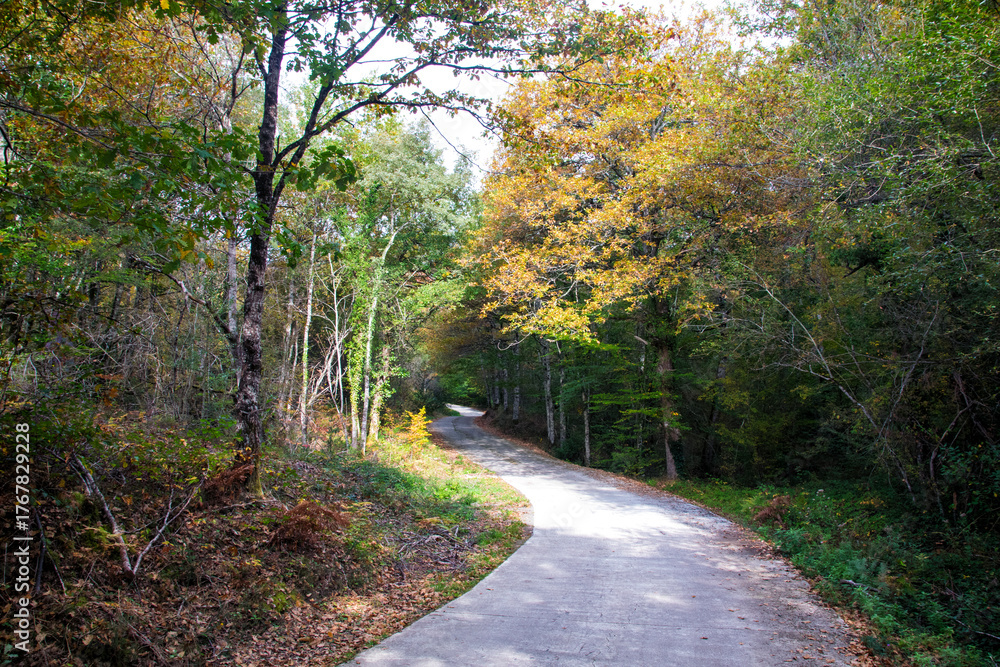 Fototapeta premium Camino en el bosque