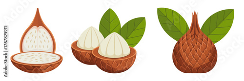 Snake fruit collection, salak with scaly brown skin, peeled creamy segments, green leaves, exotic tropical food, vector illustration