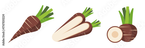 Radish variety icons, black radish root, long white daikon, round brown type, garden harvest set, vector illustration