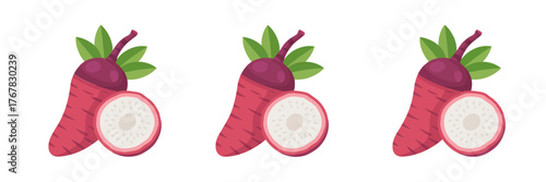 Red radish vegetables, whole root with leafy tops, cross section slice, fresh produce clipart, organic food, vector illustration