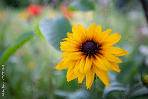 Selective focus close-up of a bright yellow Rudbeckia coneflower, or black-eyed Susan, blooming in a lush summer garden. The background is soft and blurred with colorful bokeh.