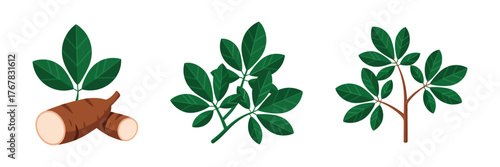 Moringa leaves sprigs, herbal branch cut pieces, medicinal plant illustration, organic wellness ingredient icons, green botanical vector