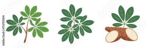 Cassava leaves and roots, sliced tuber sections, edible starch crop illustration, farm harvest icons, natural cooking ingredient vector