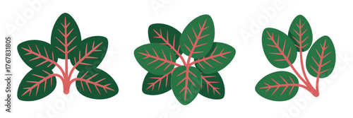 Ornamental red veined leaves set, decorative tropical foliage, garden plant graphics, botanical clipart collection, nature inspired vector