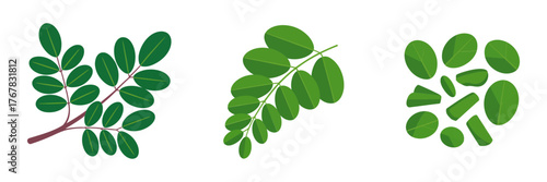 Moringa style leaf sprigs, three variations collection, botanical foliage icons, herbal medicine theme, organic wellness illustration vector