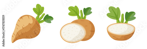 Root vegetables collection, whole and sliced, earthy tubers illustration, farm fresh ingredients, healthy cooking concept, kitchen vector artwork