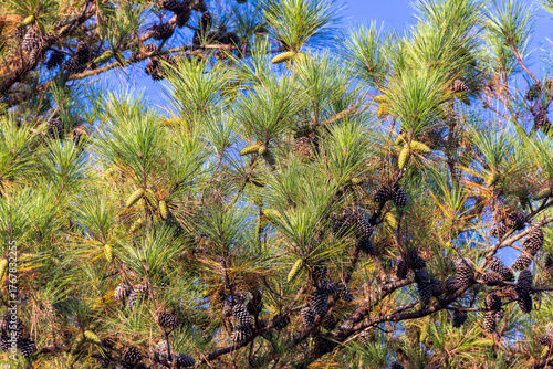 Young and old cones of Eastern White Pine (Pinus strobus)