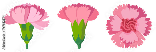 Pink carnation set, frilled petals, different stages, flower heads and stems, garden bouquet elements, botanical vector, decorative clipart