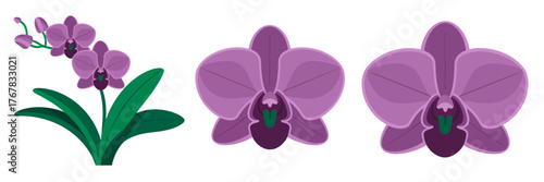 Purple orchid branch, blooming phalaenopsis flowers, tropical houseplant illustration, elegant petals, botanical decor element, realistic vector clipart