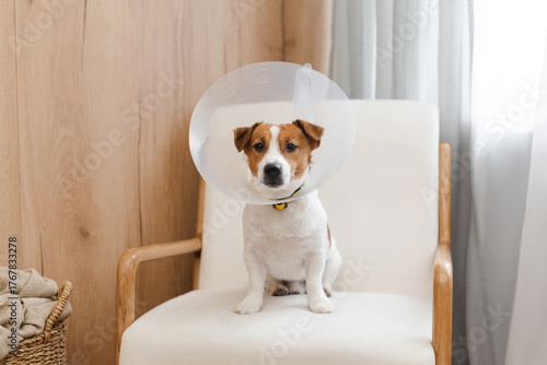 Quadro em tela Cute Jack Russell Terrier dog wearing protective medical cone collar sitting on