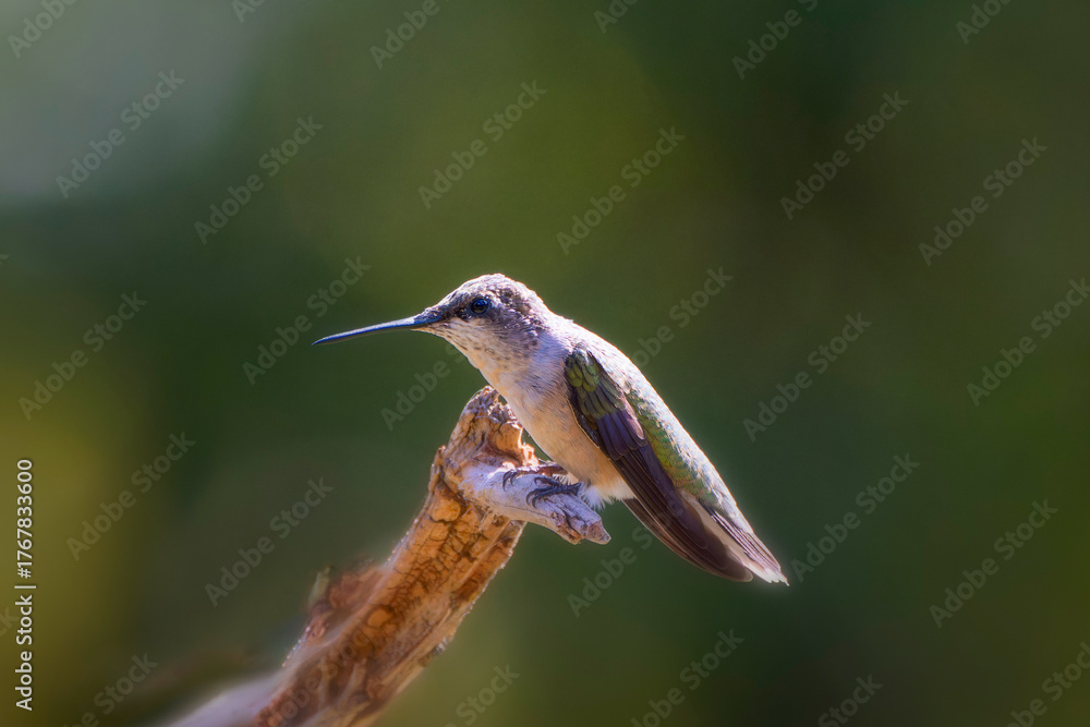 Fototapeta premium A Ruby-throated Hummingbird (Archilochus colubris) perched on a branch, resting with subtle green and gray feathers in natural light.