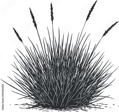 Illustration of a bushy grass plant with tall spikes against a white background.