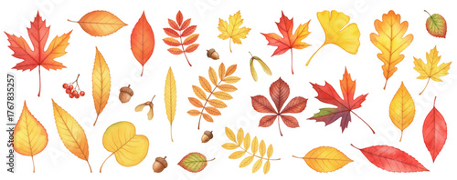 Autumn leaves vector extensive collection. Various foliage shapes and colors, including maple, oak, rowan leaves, with acorns and seeds