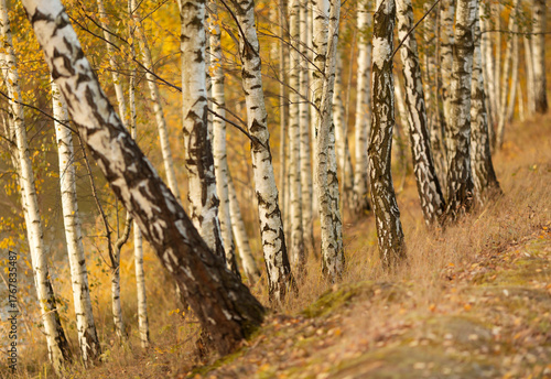 Fototapeta Naklejka Na Ścianę i Meble -  Jesienny krajobraz, zagajnik brzozowy, Brzoza, drzewo, tapeta.