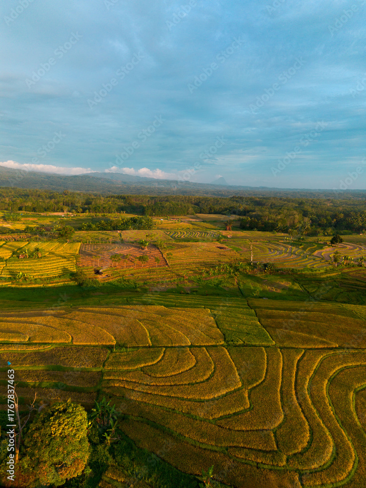 Fototapeta premium Beautiful morning view indonesia Panorama Landscape paddy fields with beauty color and sky natural light
