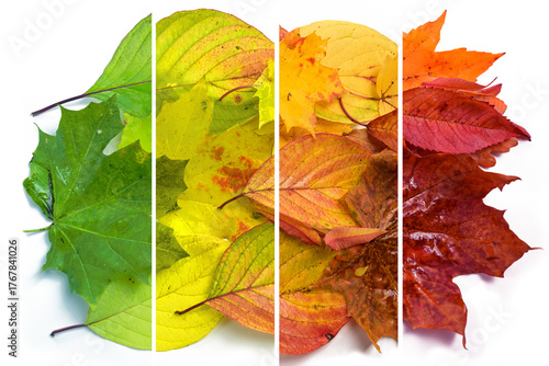 Changing colors of various autumn leaves from green to yellow, orange and red, photography in four stripes on a white background, design concept for fall season and nature