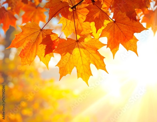 Autumnal Sunlight Illuminating Vibrant Maple Leaves Against a Bright Sky Background